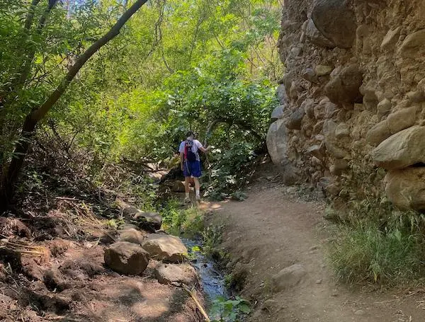 A person standing in a forest during a sunny day.