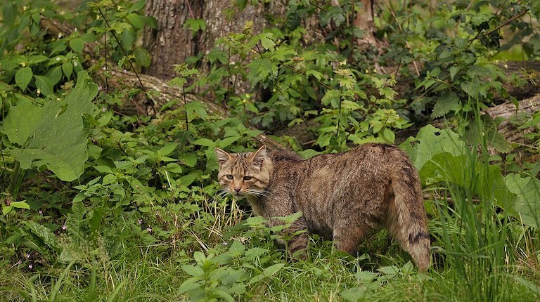 A European wildcat in its woodsy environment.
